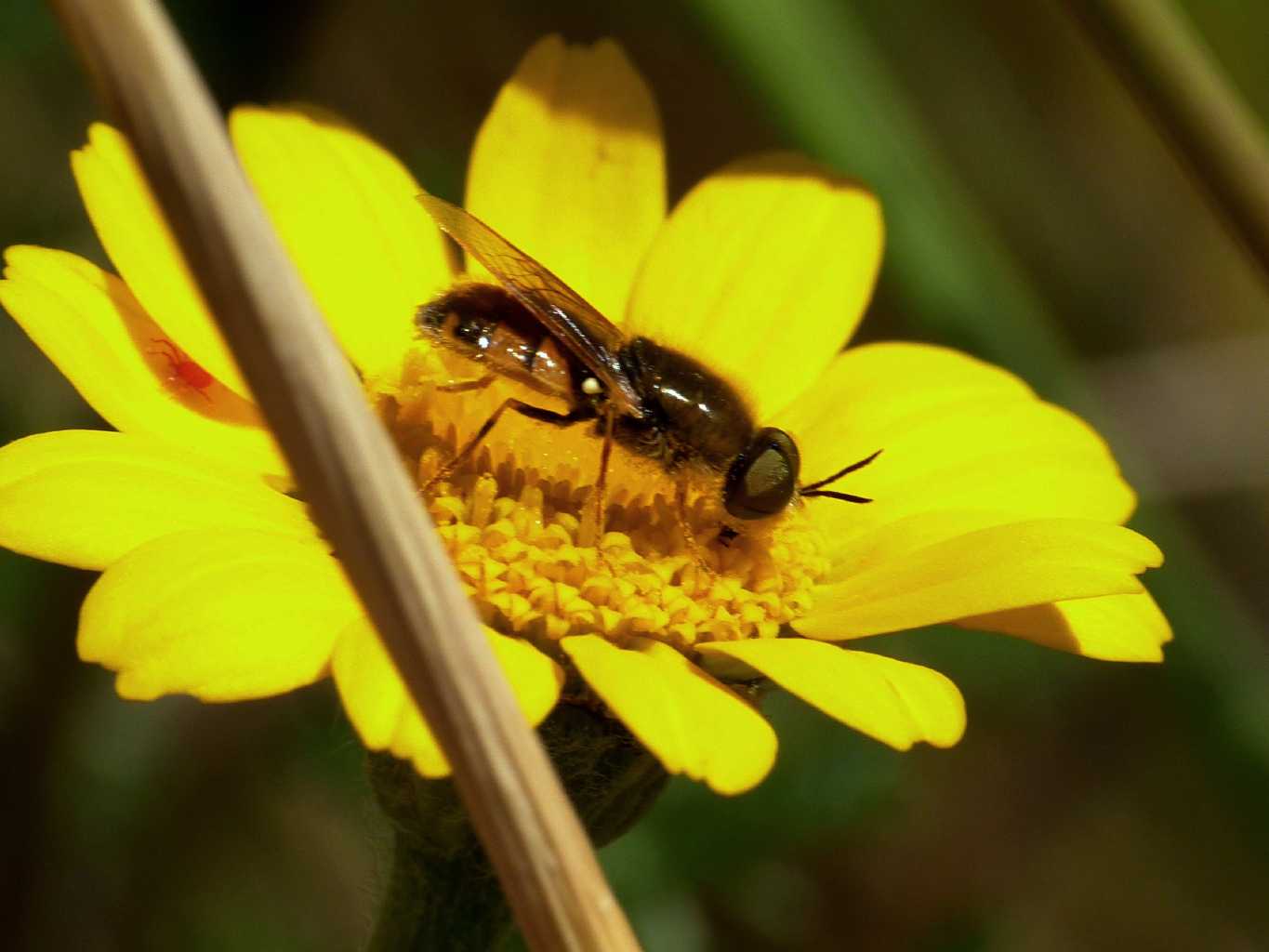 Stratiomidae addome rossastro